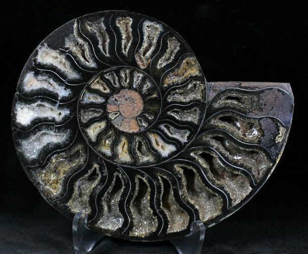 Black Ammonite (Half) - Rare Coloration #23908